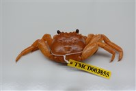 藏品(白紋方蟹)的圖片